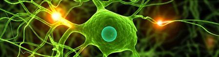 CSAF 2 - CST - Anatomia e Fisiologia 2 CSAF 2 - CST - Anatomia e Fisiologia 2